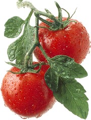 Two ripe red tomatoes still on the vine glisten with fresh water droplets against a plain white background.