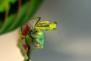 A close-up shot of a vibrant green tree mantis (Hierodula tenuidentata) perched on a leaf, showcasing its intricate details and predatory stance. The insect's large compound eyes and powerful forelegs
