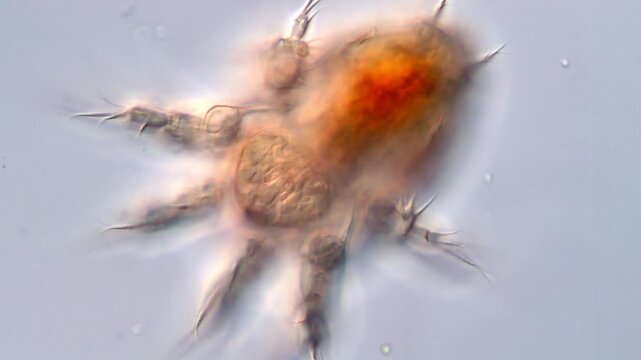 Copepods larvae Observed Through Microscope