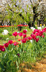 Blooming garden with blooming and very colorful tulip flowers and blooming cherry trees