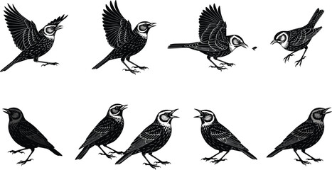 Silhouette vector illustration of larks in various poses, flying, singing, standing, and feeding insects, perfect for decorative wildlife design.