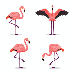 Obraz premium Four Pink Flamingos in Various Poses and Actions.