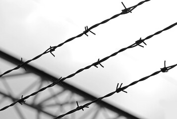 Barbed wire with thorns on the impassable border that cannot be crossed