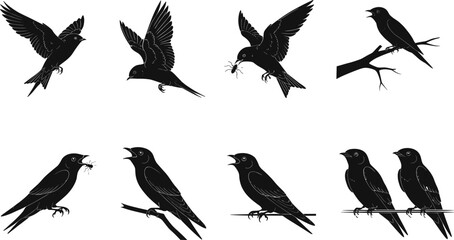 Silhouette vector illustration of swallows in different poses flying, perched, feeding insects, sitting on branches, perfect for decorative nature design.