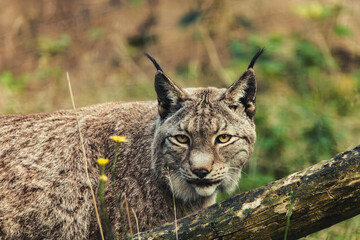 Lynx Wild Wildlife Cute Animal 