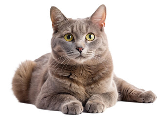 Beautiful lying grey cat isolated on a white background
