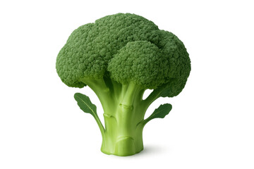 Fresh green broccoli whole head with leaves