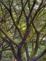Fototapeta premium old oak tree