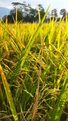Yellow grain of rice plants in field