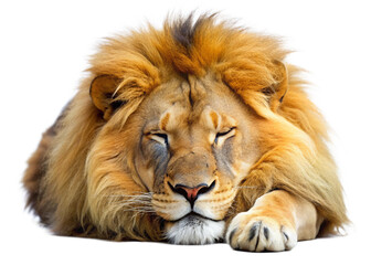Beautiful sleeping  lion isolated on a white background