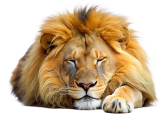 Beautiful sleeping  lion isolated on a white background