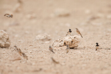 Cape sparrows standing together on a low branch in the Kalahari Desert