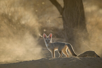 Naklejka premium Cape fox puppy playing in the early Kalahari Desert morning sun with dust in the air