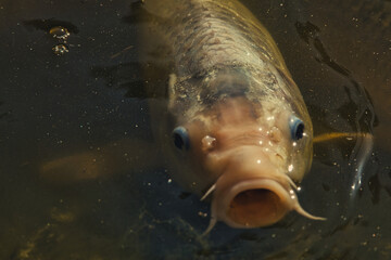 fish in the water carp