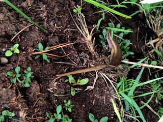 Detailed Outdoor Ground Skink Lizard Close Up Natural Habitat