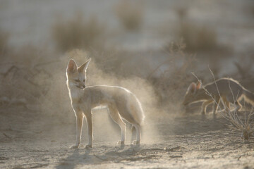 Rarely seen cape fox shaking Kalahari Desert sand of its fur in the sunrise light