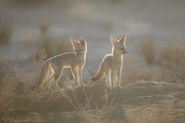 Young Cape fox pup playing in the Kalahari Desert sunrise light