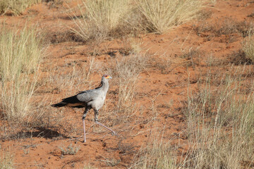 Secretary bird walking along a red dune as it looks for snakes between the grass