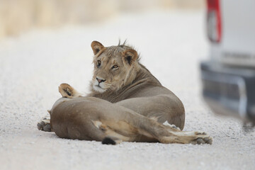 Lion resting on the ground of the arid Kalahari Desert