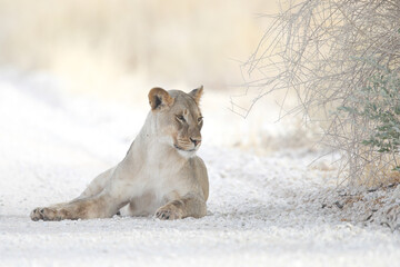 Lion resting on the hot Kalahari Desert ground