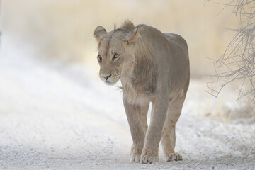 Lion walking along a gravel road in the Kalahari Desert