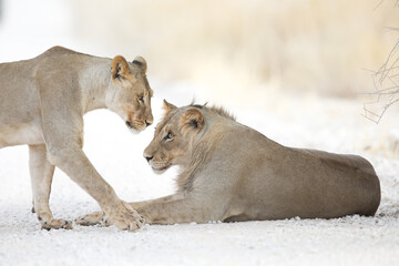 Lion looking for a new way lie in the Kalahari Desert