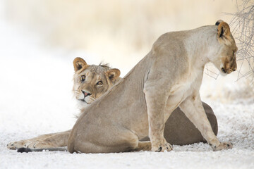 Lion looking for a new way lie in the Kalahari Desert