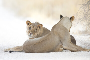 Lion looking for a new way lie in the Kalahari Desert