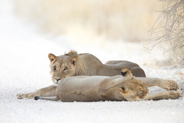 Lion resting on the ground of the arid Kalahari Desert