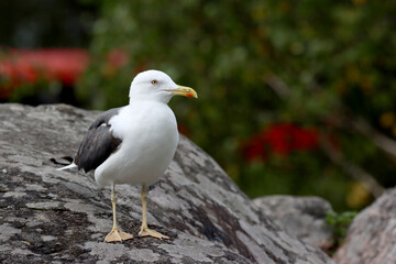 Lesser black-backed gull
