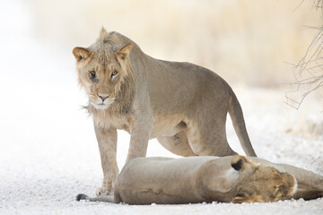 Lion looking for a new way lie in the Kalahari Desert