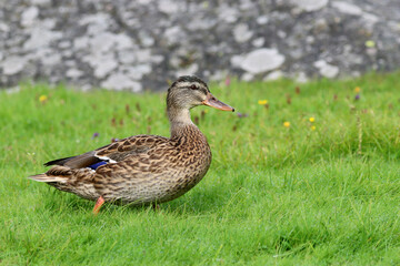 Mallard