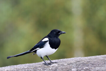 Magpie