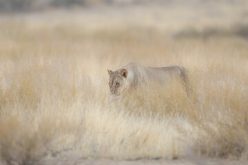 Lioness walking through long grass in the Kalahari Desert