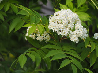 樹木　ナナカマドの花