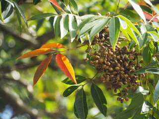 樹木　ナナカマドの実