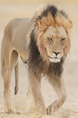 Portrait of a black-maned Kalahari lion walking across the arid desert