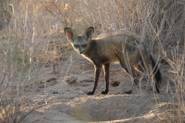 Bat-eared fox adult looking around the Kalahari Desert in the early morning