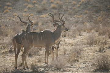 Kudu antelope walking across the arid Kalahari Desert landscape