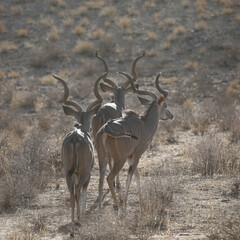 Kudu antelope walking across the arid Kalahari Desert landscape