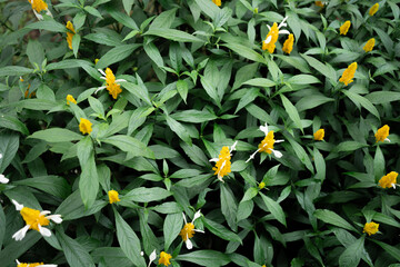 Close-up of a blooming Golden Shrimp Plant (Pachystachys lutea) with vibrant yellow flowers and lush green leaves.