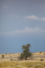 Tree trying to grow in arid sand with clouds in the sky of the Kalahari Desert