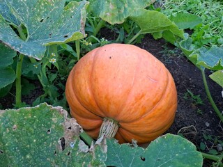 pumpkin in the garden