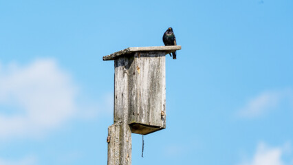 Starling on a wooden squash