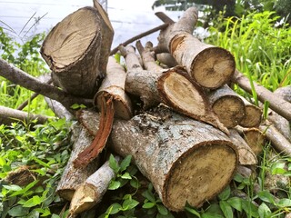 Natural Daylight Close up of Pile of Chopped Wood Logs in Nature