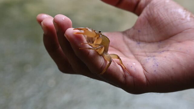 Barytelphusa cunicularis crab. It is a common species of&nbsp;freshwater crab&nbsp;found in&nbsp;India. It is found in large quantities in rice fields during the monsoon season in India.
