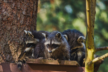 Raccoon Wild Wildlife Cute Animal 