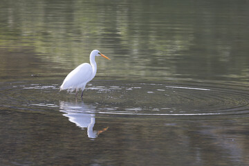 White Heron