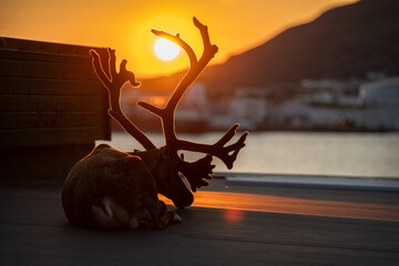 A reindeer sleeping on the roof