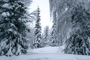 winter forest in the snow